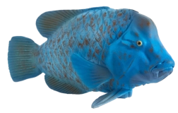 Mojo green wrasse figurine – realistic animal toy