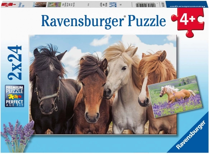 Horse Photos 2x24 Pieces