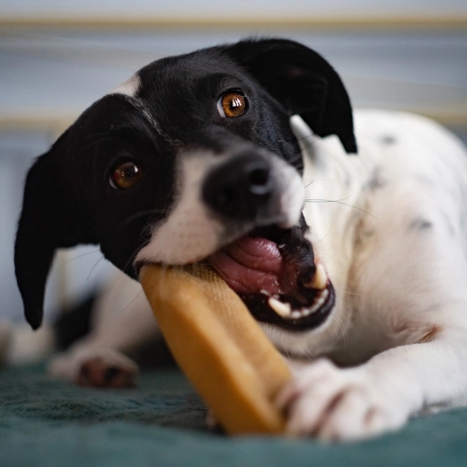 Hard dental chew for long-lasting chewing