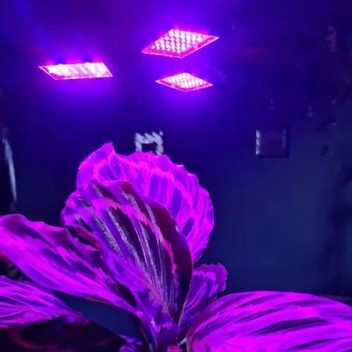 Support for photosynthesis for healthier growth
