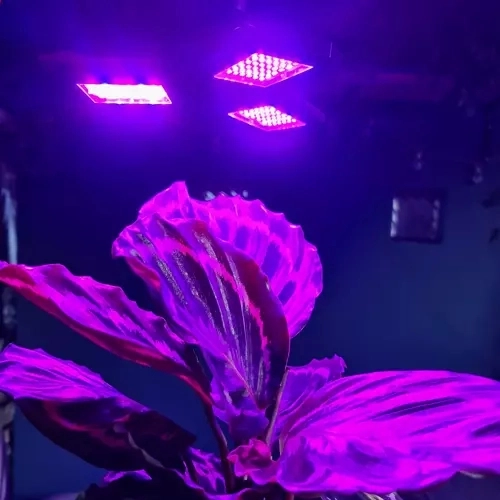 Two light colors: red and blue