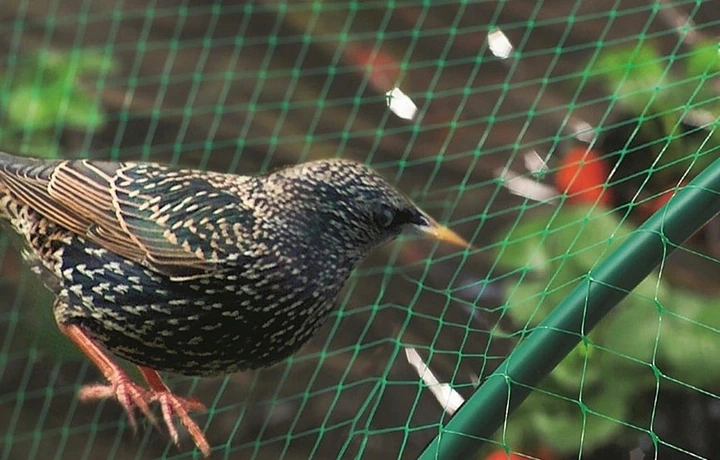 Fine mesh that lets in light and air