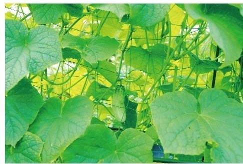Sturdy support for healthy growth
