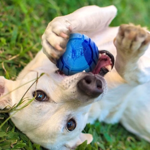 A scent that invites play
