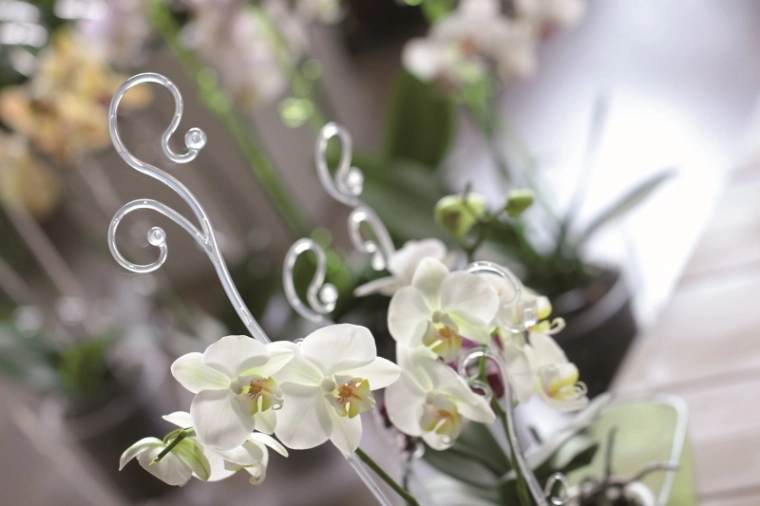 Patikima orchidėjų atrama