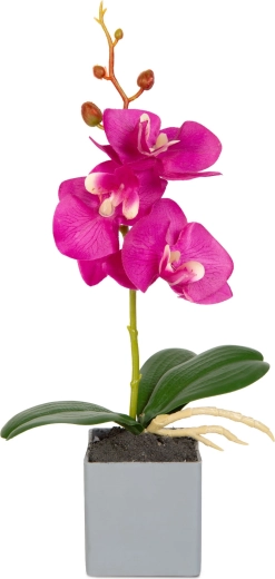 Tikroviška orchidėjos išvaizda