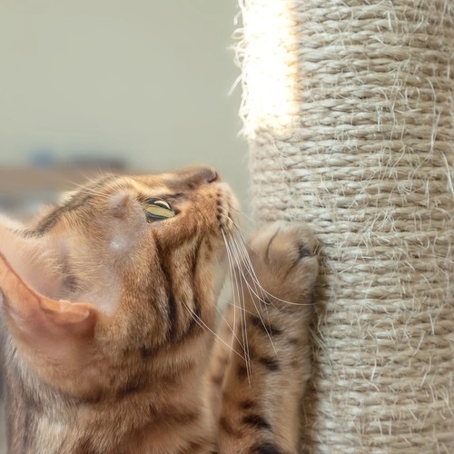 Sisal scratching posts protect furniture