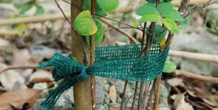Rinkynys: 3 augalų pririšimo juostos, ilgis 3 m