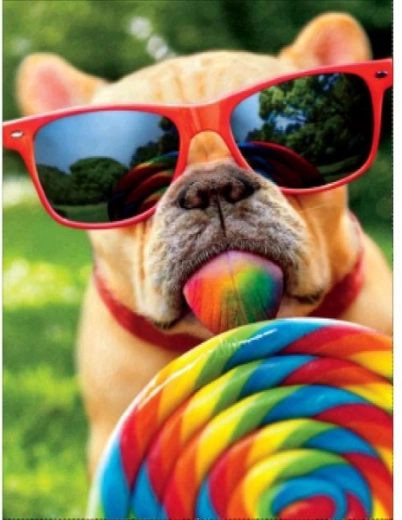 Paint by Numbers Canvas in a Frame 40 × 50 cm – dog with glasses