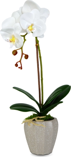 Tikroviška orchidėjos išvaizda