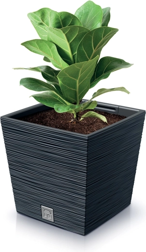 Practical shape for plant stability