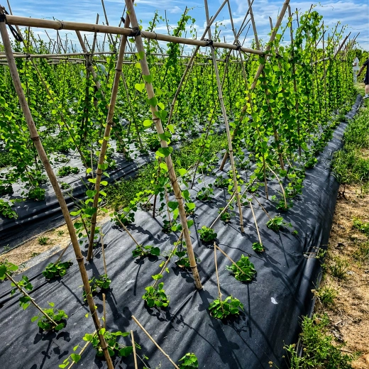 Reduces weeds and simplifies bed care
