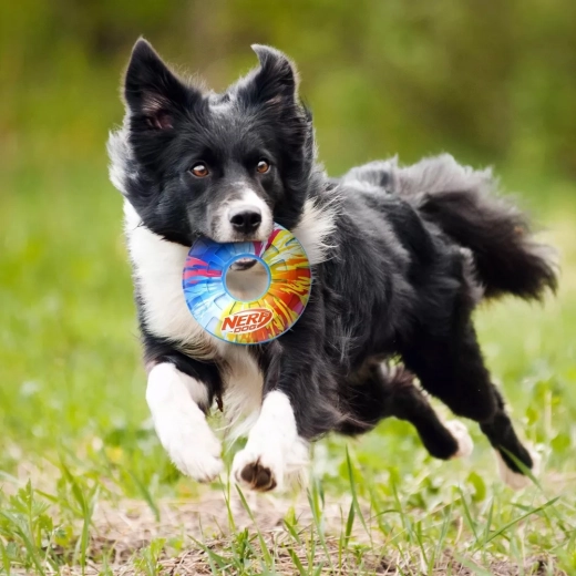 Squeaker that increases motivation to play