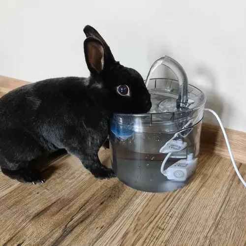 Compatibility with transparent fountains