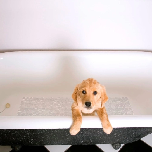 Patogumas ir pėdų apsauga