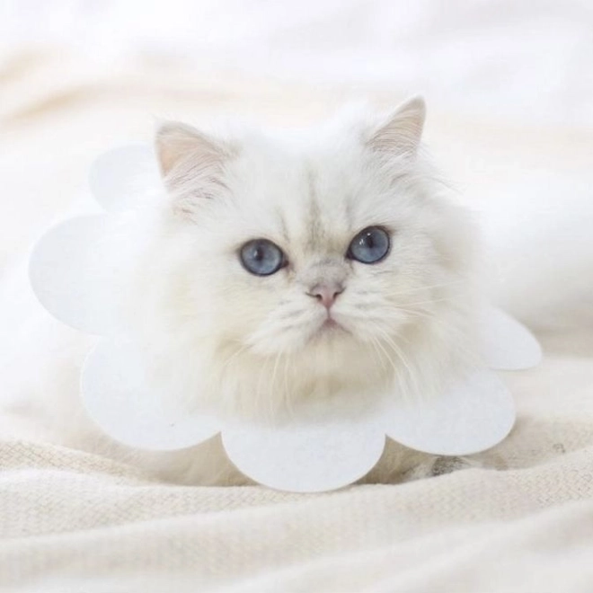 Minkštas apsauginis augintinių antkaklis – baltas, dydis L