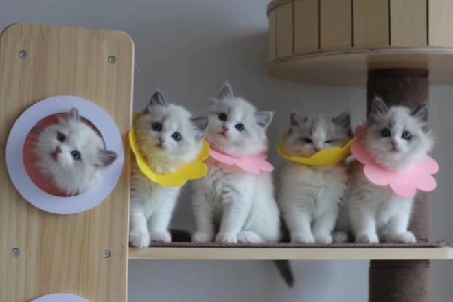 Minkštas pooperacinis apsauginis antkaklis augintiniams – rožinis, dydis L