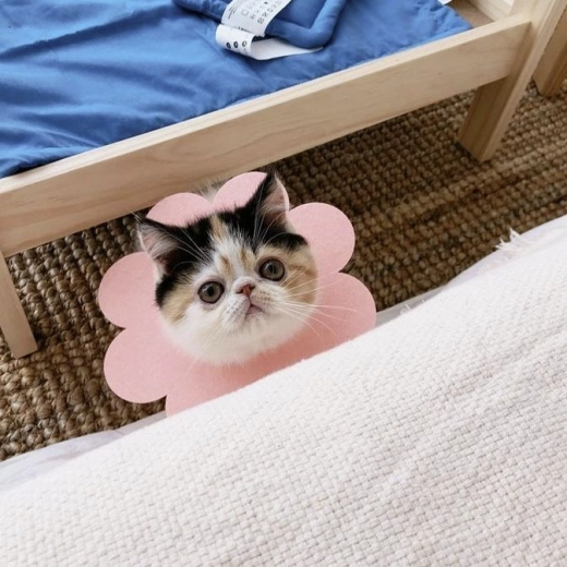 Praktiškas katėms ir šunims