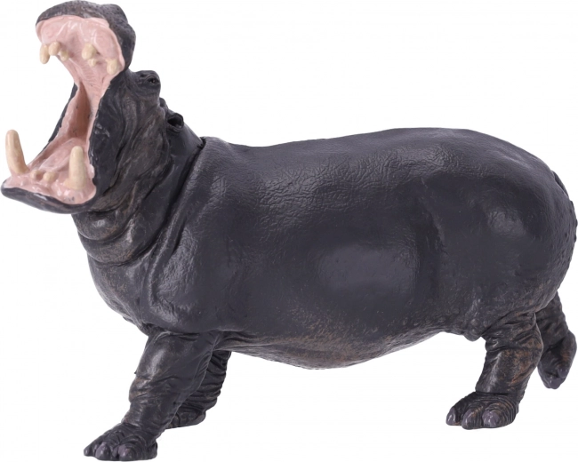 Mokymuisi ir kolekcionavimui