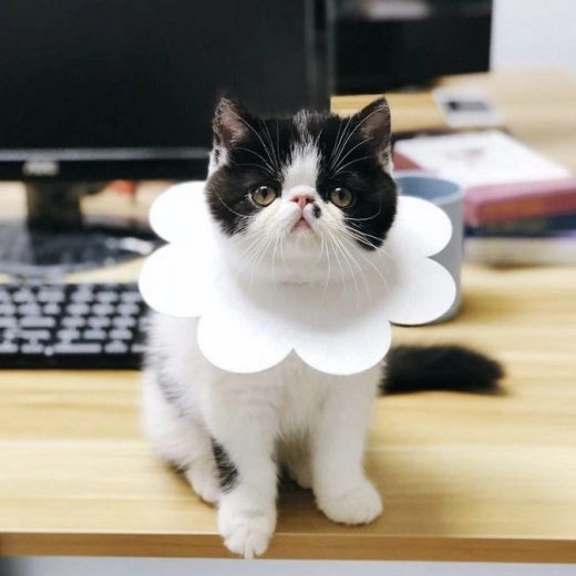 Tinka įvairiems gyvūnams